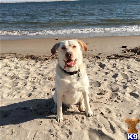 a labrador retriever dog sitting on a beach