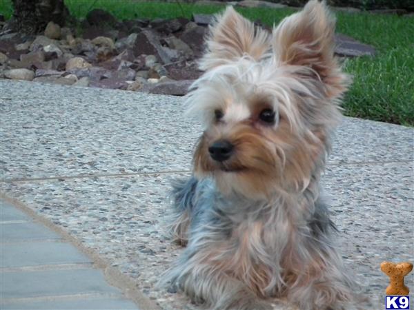 a yorkshire terrier dog sitting on a sidewalk