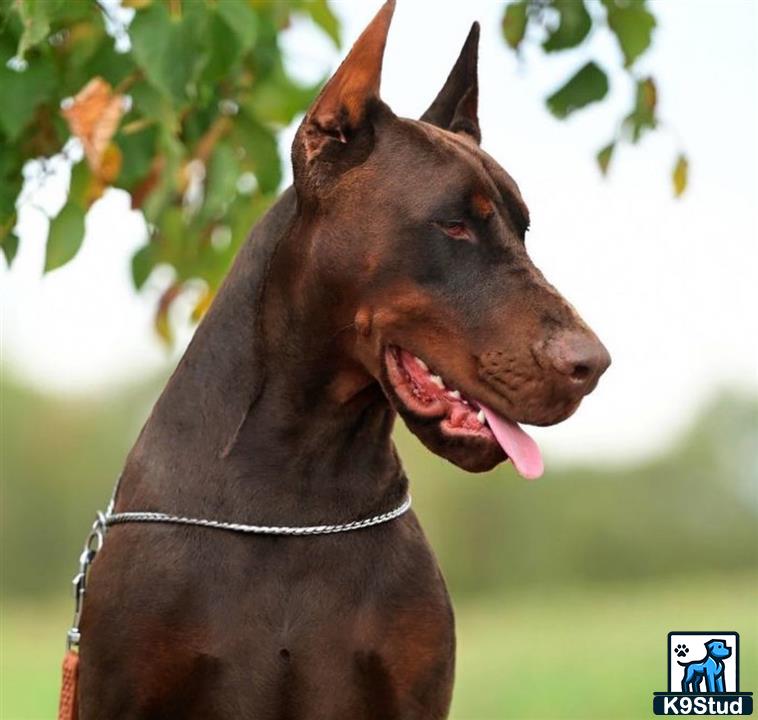 a doberman pinscher dog with its tongue out