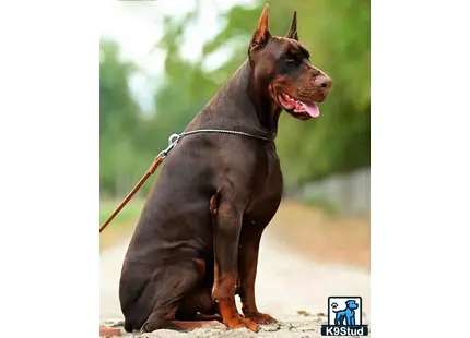 Doberman Pinscher stud dog