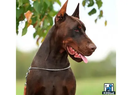 a doberman pinscher dog with its tongue out