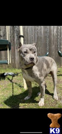 a american bully dog standing in a yard