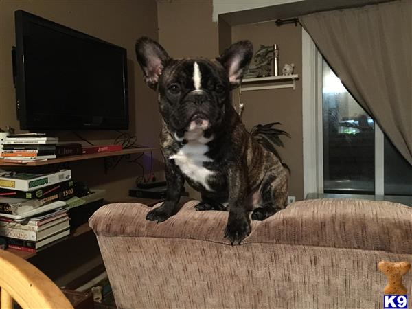 a french bulldog dog sitting on a couch