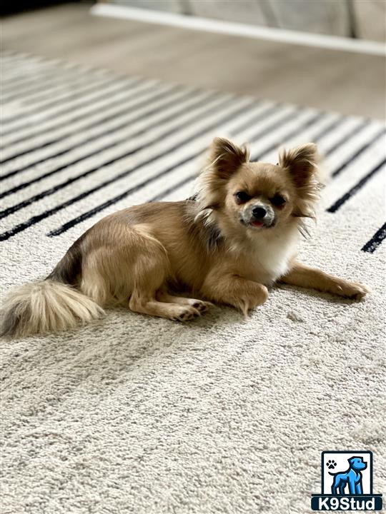 a chihuahua dog lying on the ground