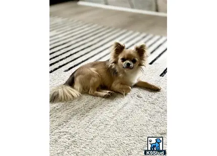 a chihuahua dog lying on the ground