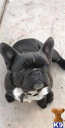 a french bulldog dog lying on the ground