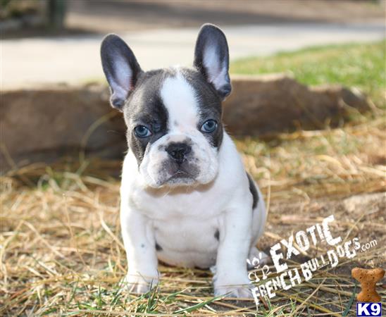 a small french bulldog dog sitting in the grass