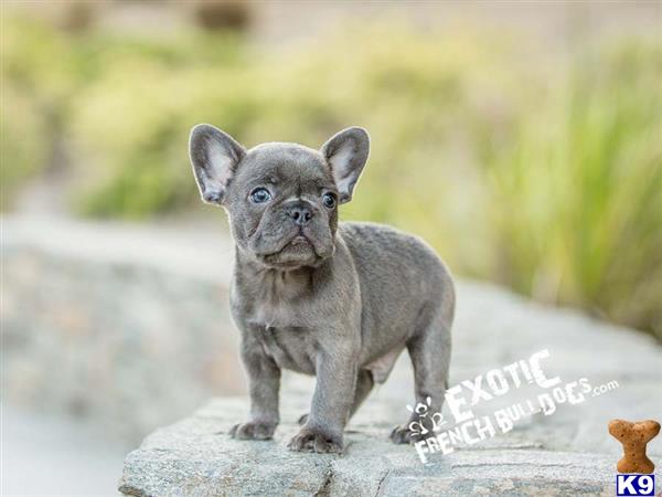 a small french bulldog dog standing on a rock