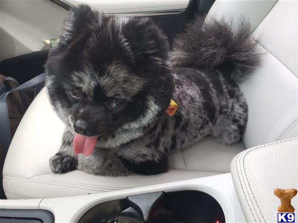 a pomeranian dog in a car