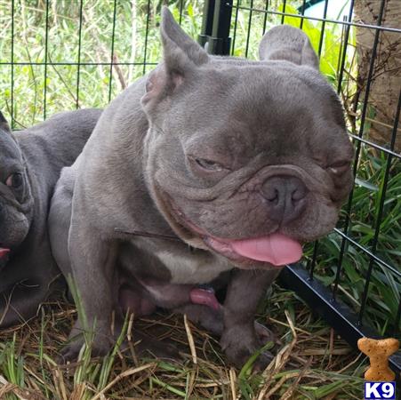 a french bulldog dog lying on the ground