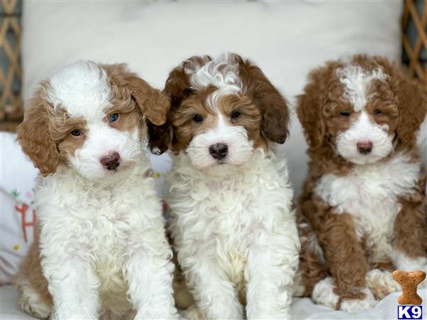a group of bernedoodle puppies