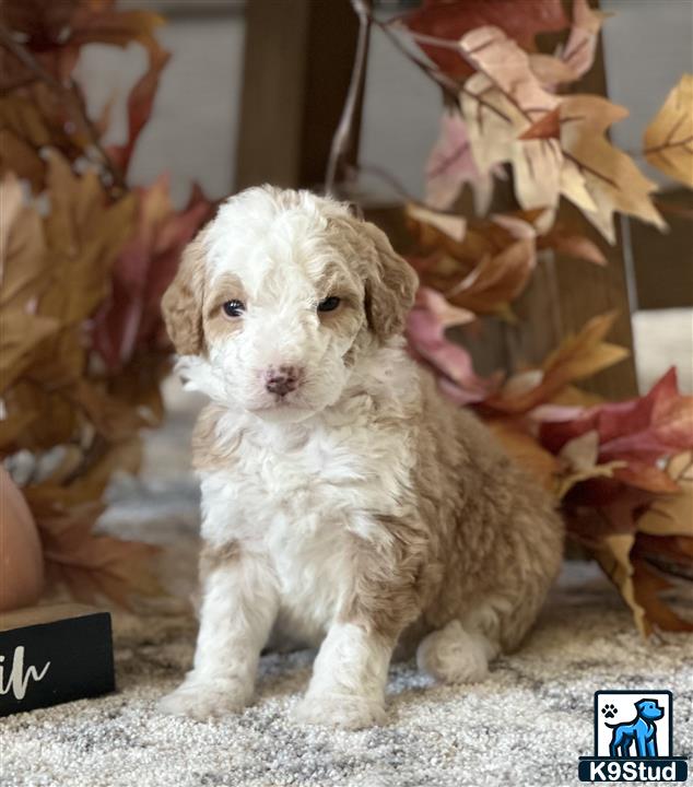 a small white bernedoodle dog