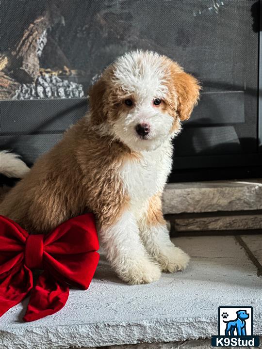 a bernedoodle dog sitting on a bench