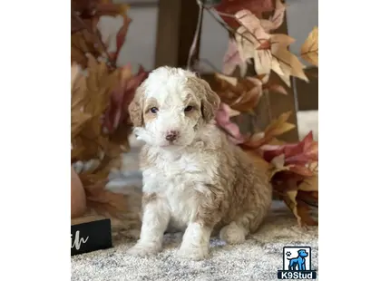 a small white bernedoodle dog