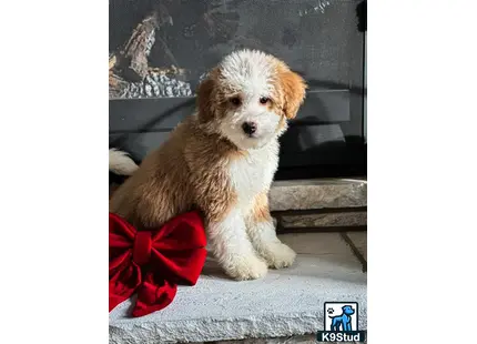 a bernedoodle dog sitting on a bench