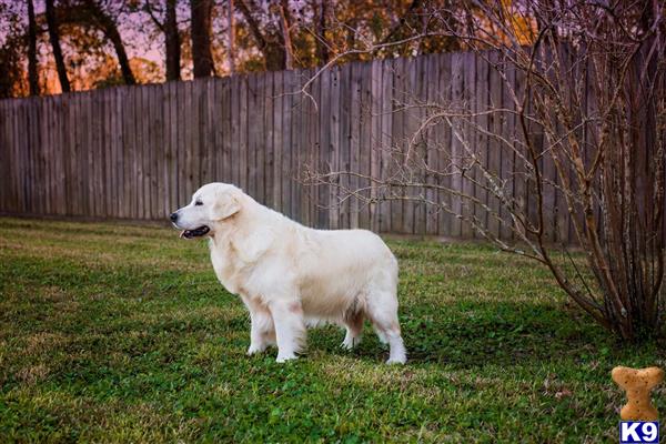 a white golden retriever dog standing in a grassy area with trees in the background