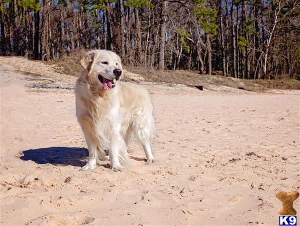 a golden retriever dog standing on sand