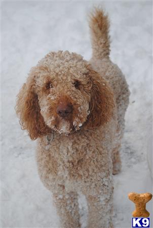 a poodle dog standing in the snow