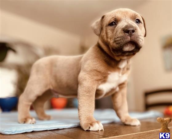 a american bully dog standing on a table