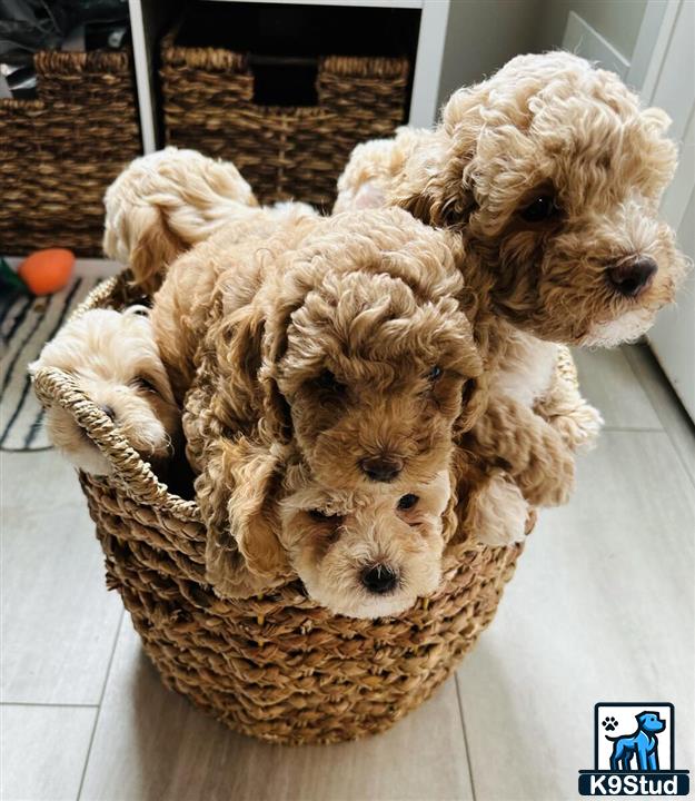 a basket of cockapoos puppies