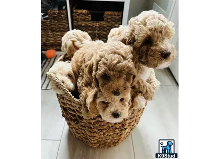 a basket of cockapoos puppies