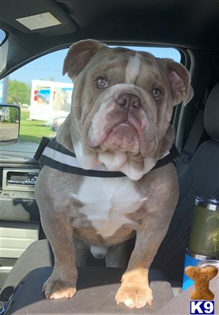 a english bulldog dog sitting in a car