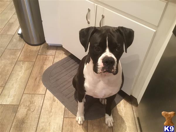 a boxer dog sitting on a tile floor