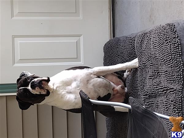 a boxer dog lying on a chair