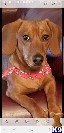 a dachshund dog wearing a pink bandana