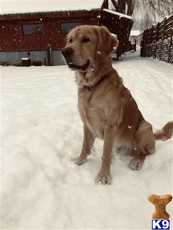a golden retriever dog sitting in the snow