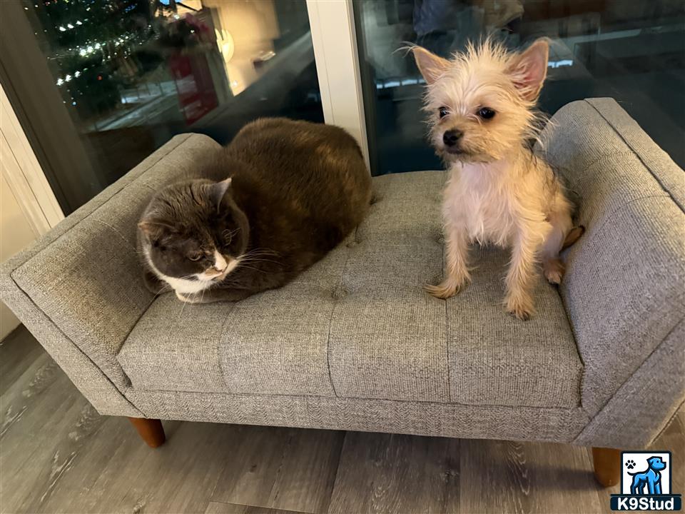 a mixed breed dog and a cat sitting on a couch