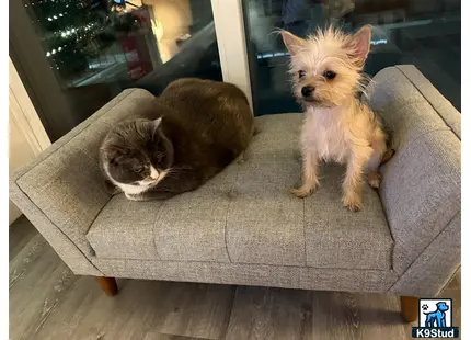 a mixed breed dog and a cat sitting on a couch