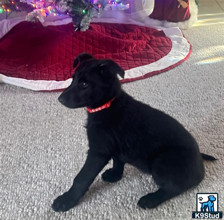 a black german shepherd dog lying on the floor