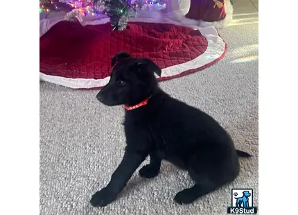 a black german shepherd dog lying on the floor