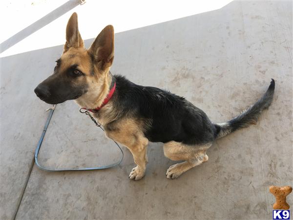 a german shepherd dog sitting on the ground