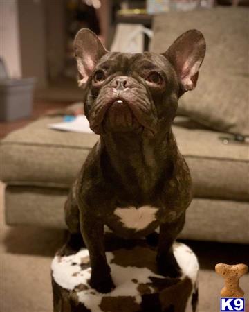 a statue of a french bulldog dog