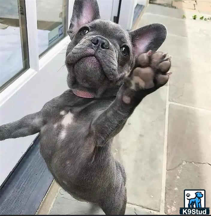 a french bulldog dog standing on its hind legs