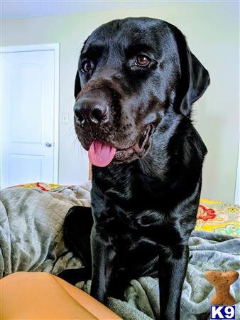 a black labrador retriever dog with its tongue out