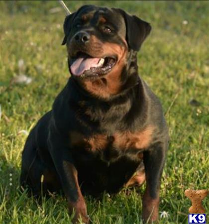 a rottweiler dog sitting in the grass