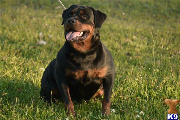 a rottweiler dog sitting in the grass