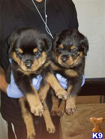 a couple of rottweiler puppies