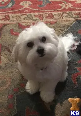 a white maltese dog lying on a rug