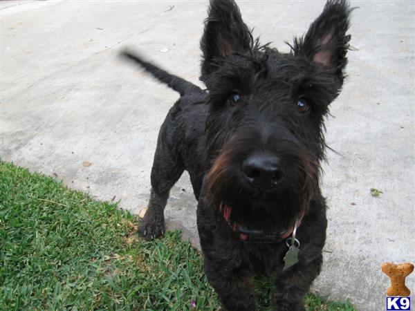 a black scottish terrier dog on a sidewalk