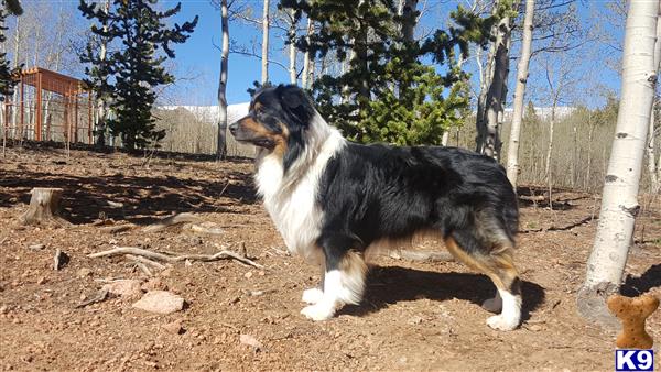 a australian shepherd dog standing on dirt