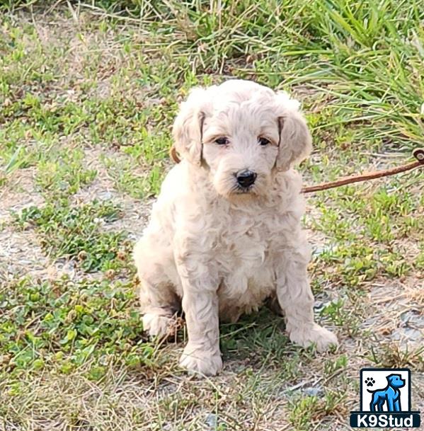 a goldendoodles puppy sitting on grass