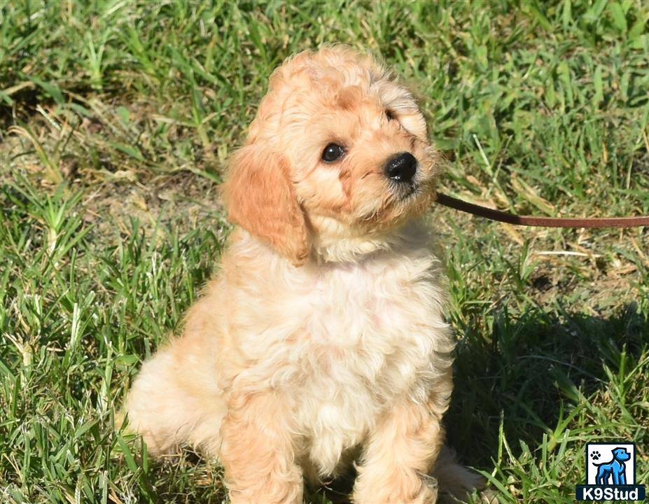 a goldendoodles dog sitting in the grass