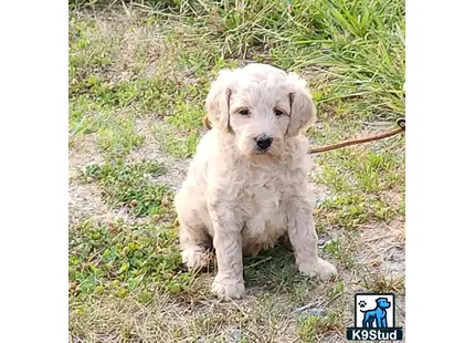 a goldendoodles puppy sitting on grass