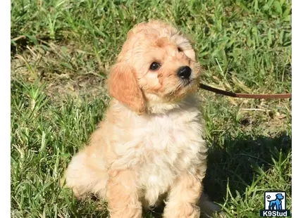 a goldendoodles dog sitting in the grass