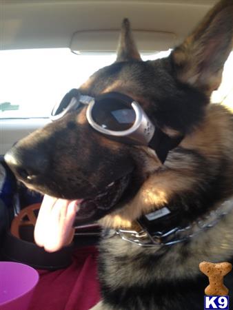 a german shepherd dog wearing sunglasses