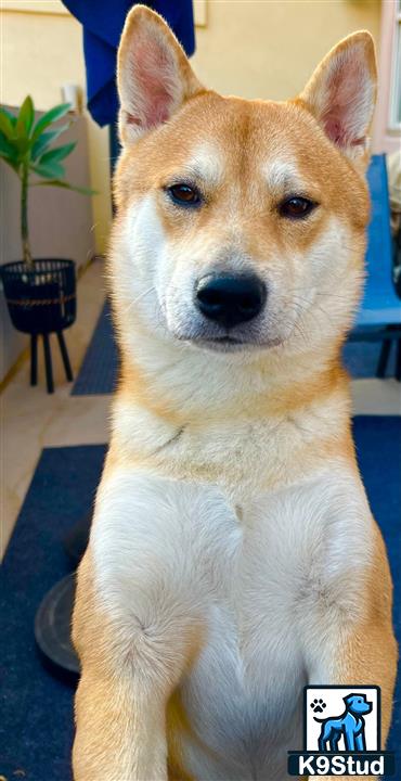 a shiba inu dog with a blue background